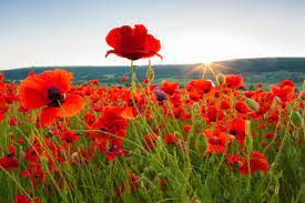 The “Tall Poppy Syndrome”, the Multiple Intelligences theory and the Learning Styles